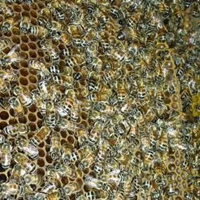 thumbnail for publication: African Honey Bee, Africanized Honey Bee, Killer Bee, Apis mellifera scutellata Lepeletier (Insecta: Hymenoptera: Apidae)